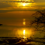 Plants: image 1 0f 4 thumb